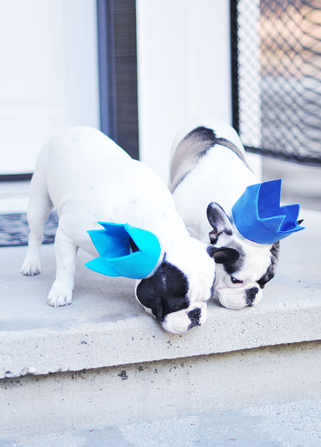 French Bulldogs Birthday Crowns