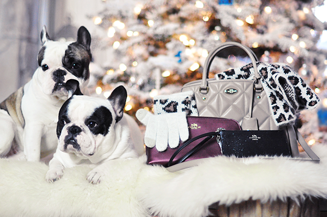 French Bulldogs and Coach bags_giveaway