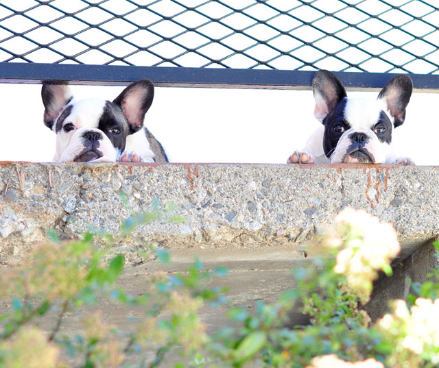 French Bulldogs under the fence