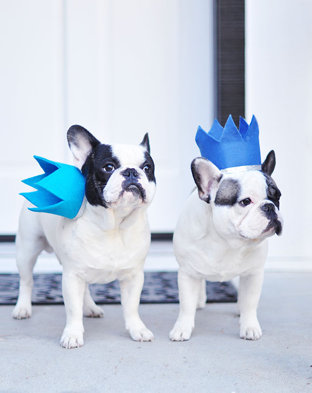 French Bulldogs with felt crowns