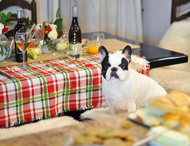 french-bulldog-at-the-table