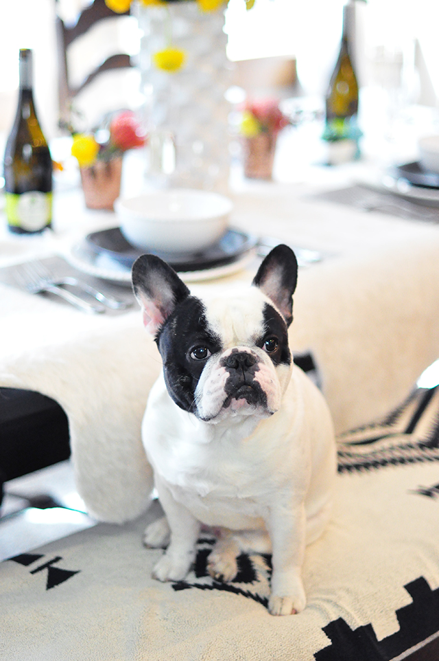 French bulldog at the table