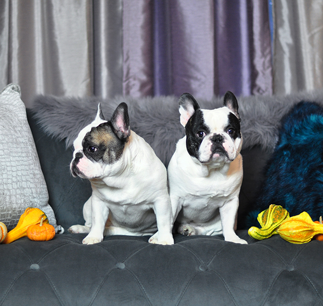 french-bulldogs-black-and-white-pied