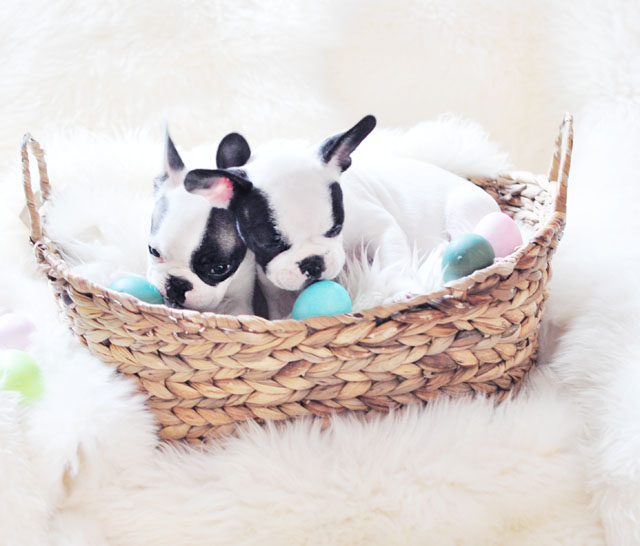 Frenchie Puppies on Easter