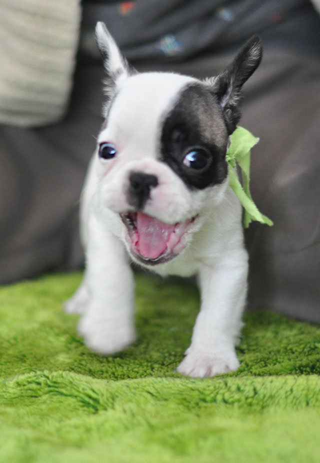 Frenchie Puppy-Randy