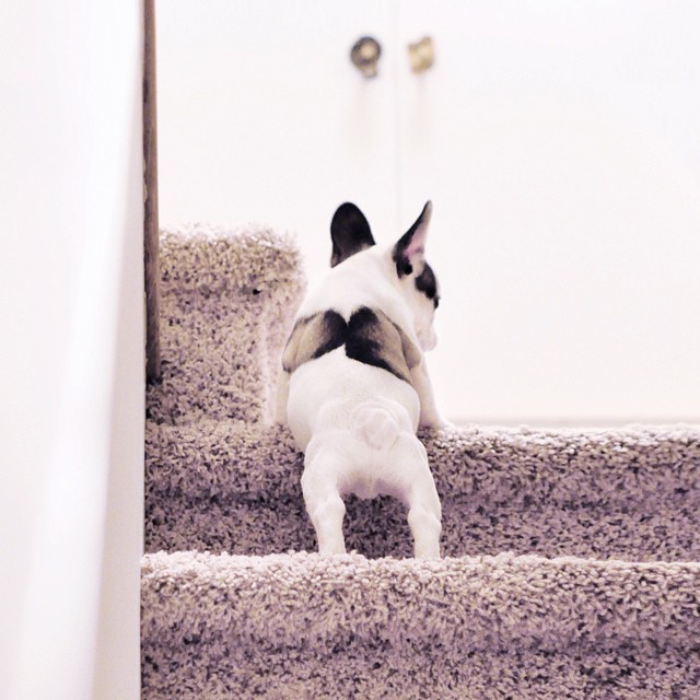 Frenchie Puppy takes the stairs