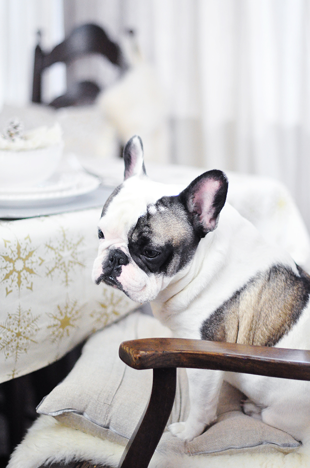 Frenchie at the holiday table