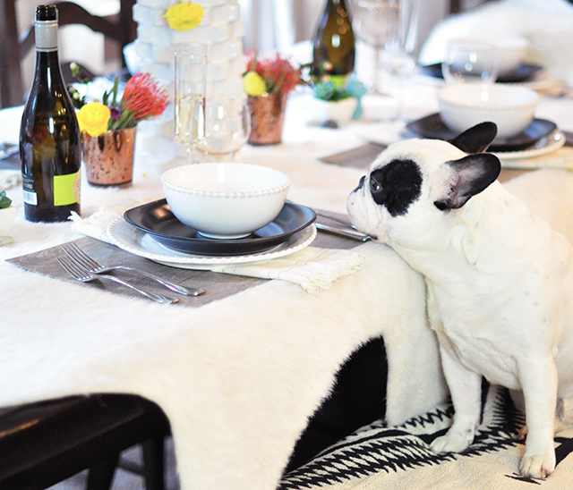 Frenchie at the table