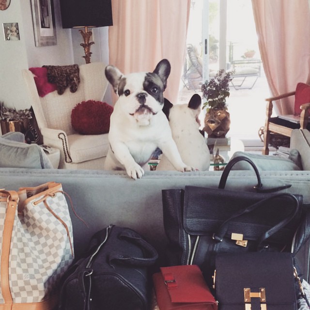 Frenchie + handbags