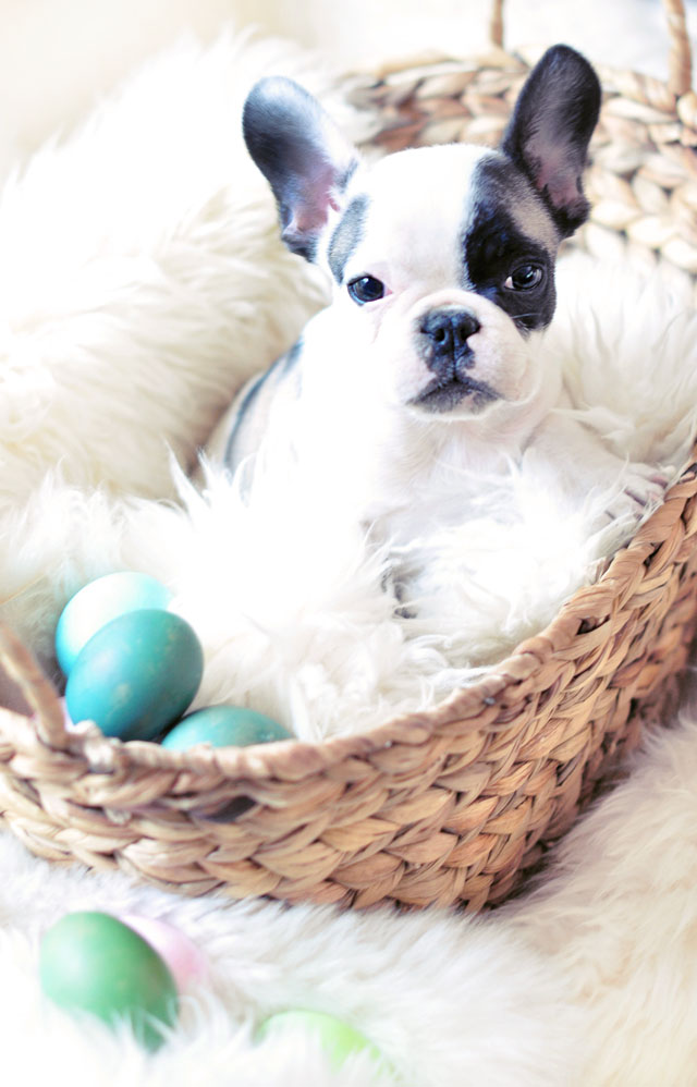 Frenchie puppy in easter basket