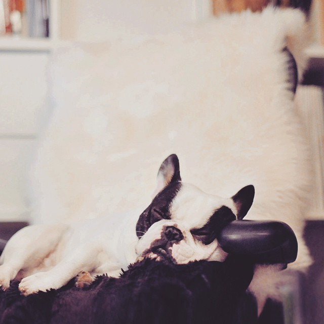 Frenchie sleeping in my office chair