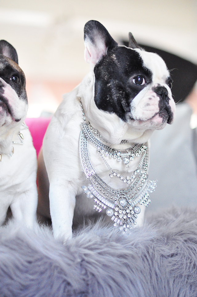 Frenchie wearing a necklace