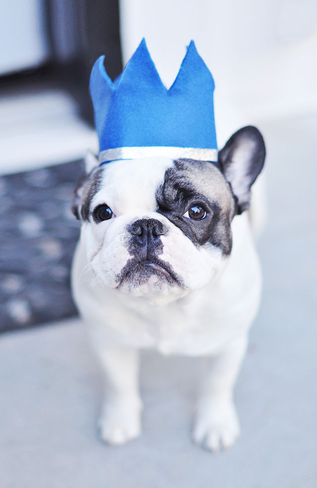 Frenchie with Crown