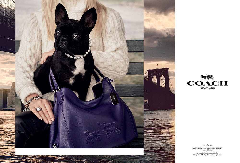 Frenchie_Coach_Lady Gaga ad