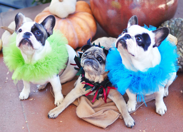 Halloween Dogs- Frenchies and a Pug
