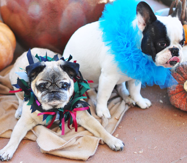 Halloween Pups