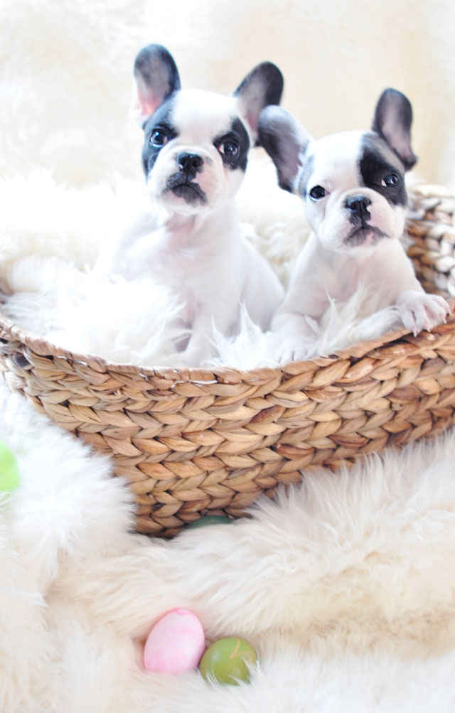 Happy Easter Frenchie Pups+basket