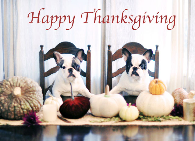Happy Thanksgiving ~ French bulldogs, Dogs at the dinner table
