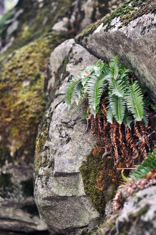 Heart Rock Trail - mossy rocks