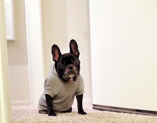 Leroy frenchie watching