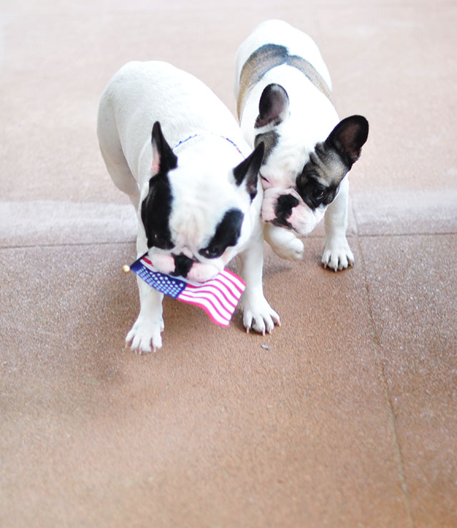 Patriotic Pets _ 4th of July Frenchies