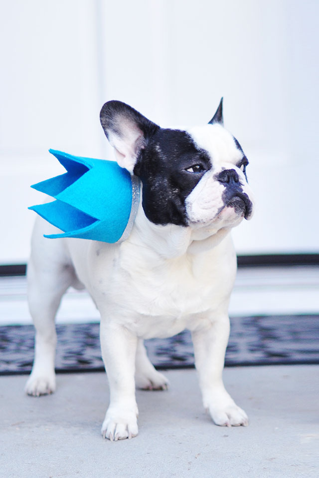 Pied French Bulldog with crown