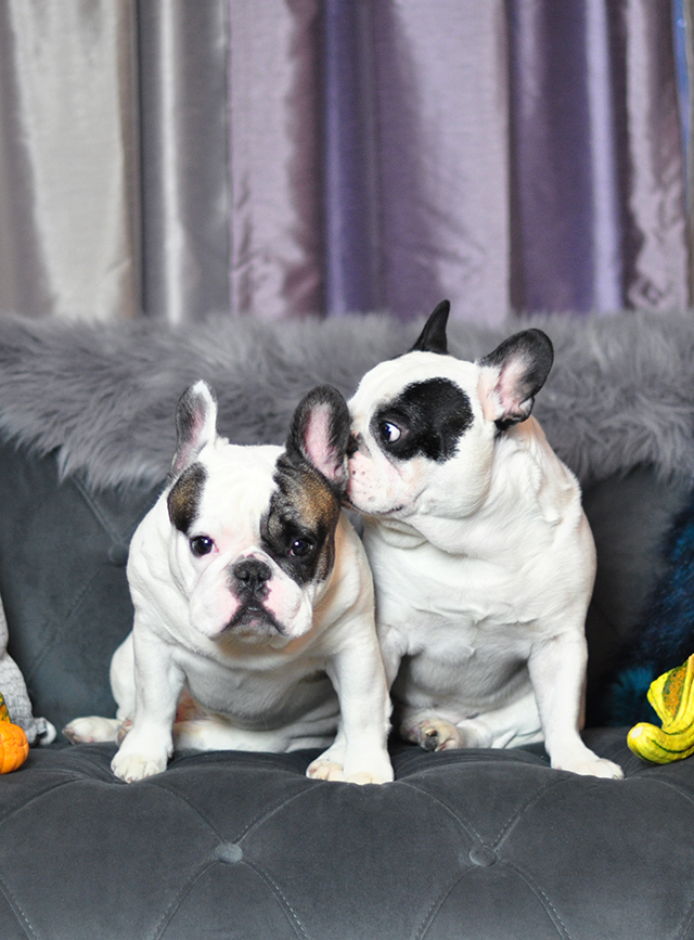 pied-french-bulldogs