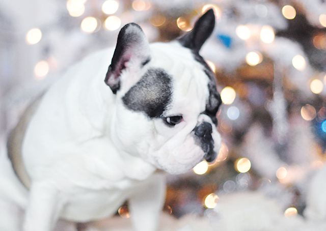 Randy in front of the Christmas tree