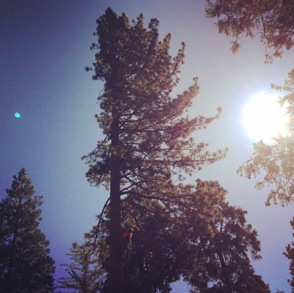 tall cedar tree and the sun