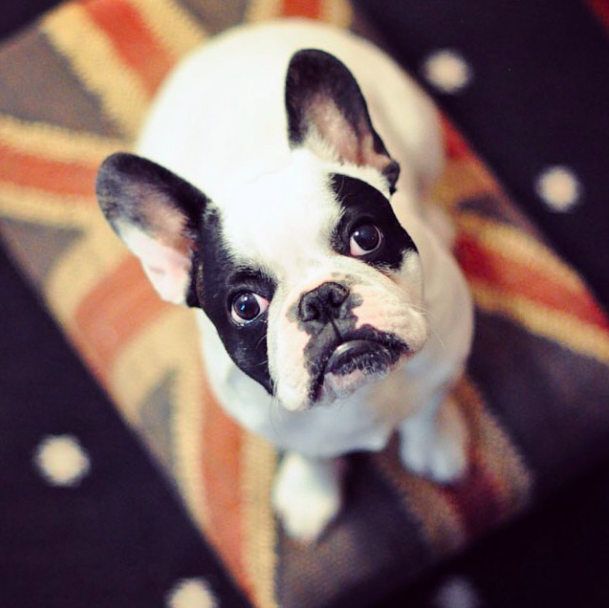 Frenchie on Union Jack Flag ottoman