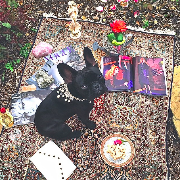 Lady Gaga's Frenchie Miss Asia Kinney