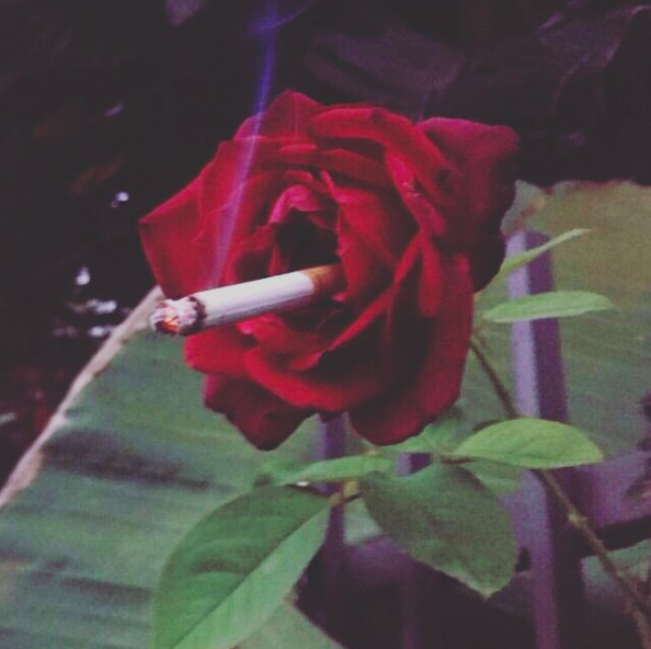 smoking rose