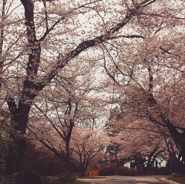 Cherry Blossom Trees Blooming