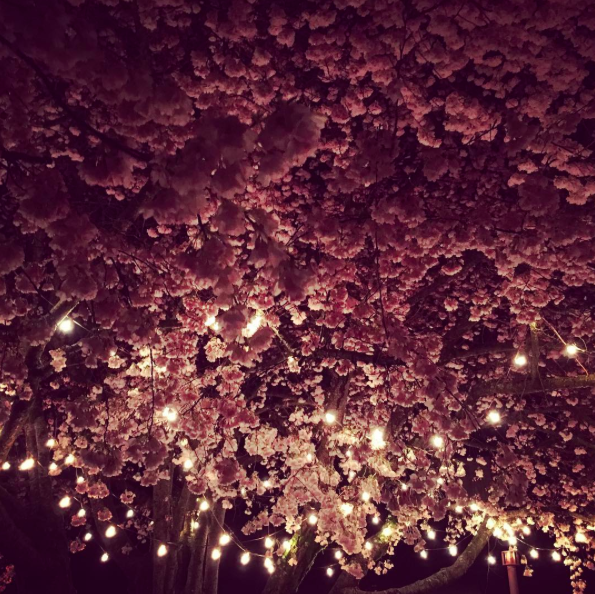 Cherry blossoms at night