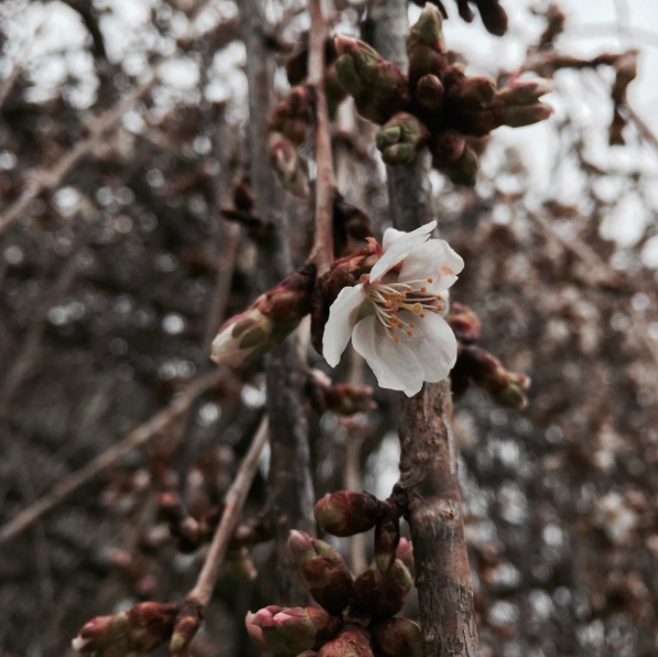 cherry blossom bloom