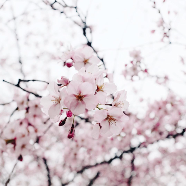 Cherry blossoms blooming