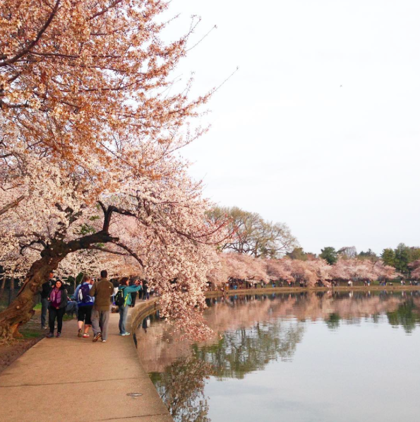 Cherry Blossom Trees