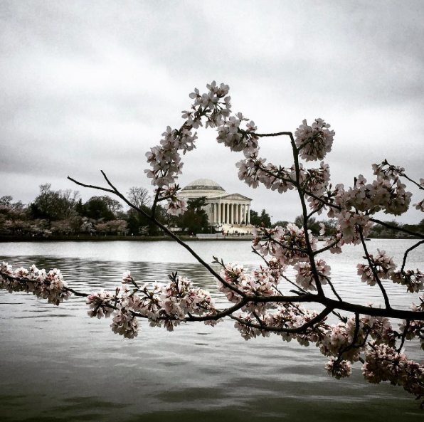 Through the cherry blossoms