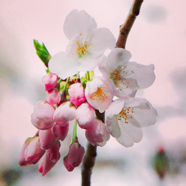 Cherry blossom blooms