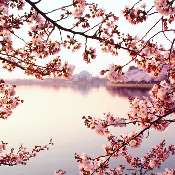 Tidal Basin Cherry Blossoms