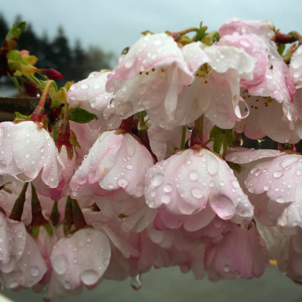 cherry blossoms