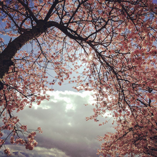 cherry blossom tree