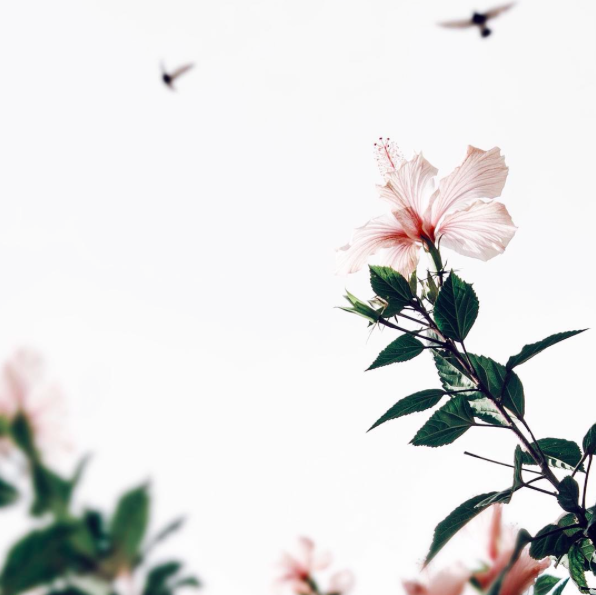 flowers and birds