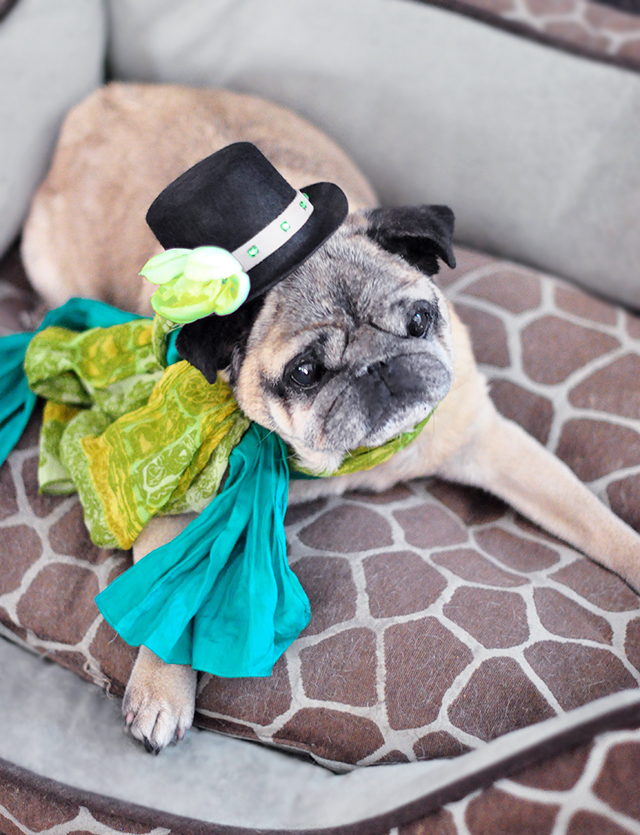 St Patricks Day irish pug