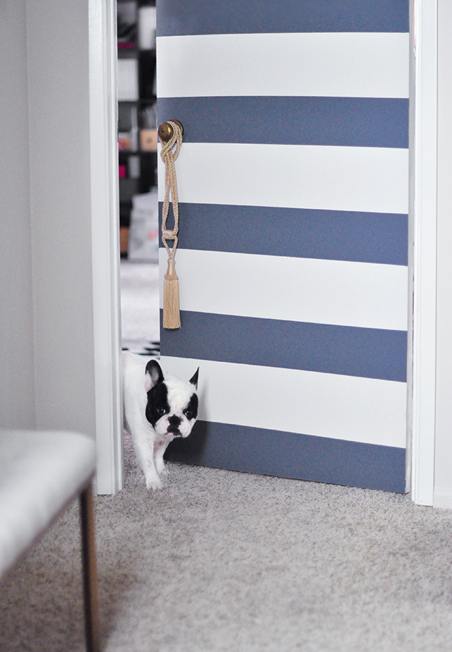 Striped office door with french bulldog