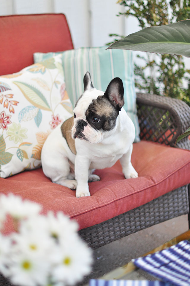 Summer entertaining_Frenchie on the patio