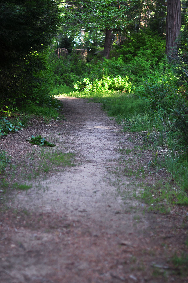 Tree Lined Path