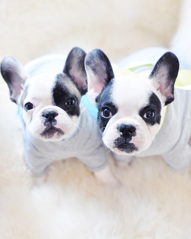 Trevor and Randy in tshirts-french bulldog puppies