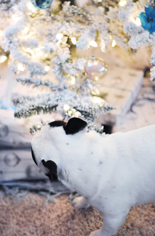 Trevor sniffing the tree