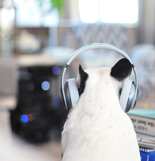 Trevor_Beats by Dre_headphones on a dog series- 1